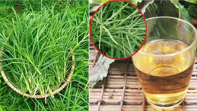 5 bài thuốc chữa bệnh quý từ loài cỏ dại ven đường