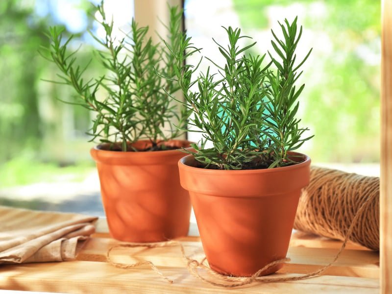 8 loại cây có tác dụng xua đuổi muỗi hiệu quả