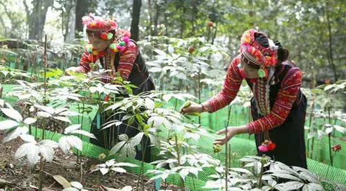 Núi rừng Tây Bắc – nơi hồi sinh ngành Y học cổ truyền