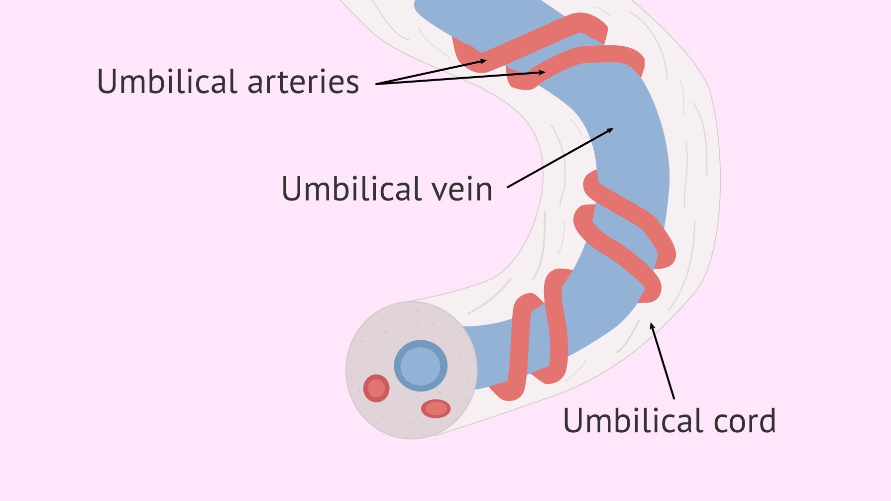 Kiến thức và thực hành chăm sóc catheter tĩnh mạch rốn cho trẻ sơ sinh của điều dưỡng và một số yếu tố liên quan tại Phòng Chăm sóc đặc biệt - Trung tâm Nhi khoa, Bệnh Vvện Trung ương Thái Nguyên
