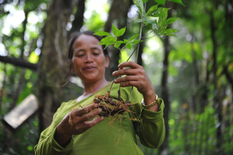 Nguồn gốc rõ ràng, chất lượng chuẩn hóa tạo đòn bẩy nâng tầm dược liệu Việt Nam Nguồn gốc rõ ràng, chất lượng chuẩn hóa tạo đòn bẩy nâng tầm dược liệu Việt Nam