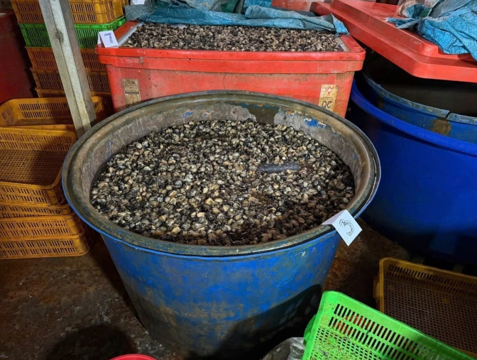 Ngâm ốc bằng 'thủy tinh lỏng' - hóa chất ăn mòn nội tạng