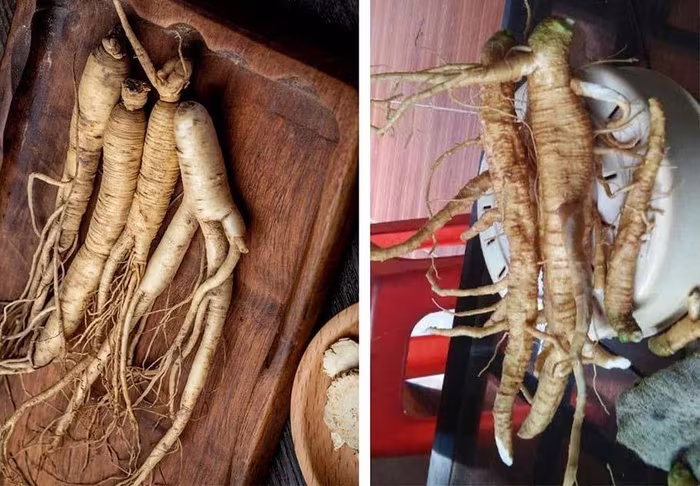 Loại củ giống sâm khiến nhiều người ngộ độc Loại củ giống sâm khiến nhiều người ngộ độc